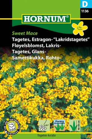 Fløyelsblomst, Lakris- 'Sweet Mace' (Tagetes lucida)