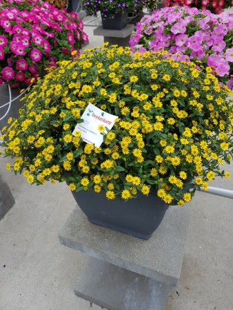 Sanvitalia 'Goldbini'    1 stk pluggplante