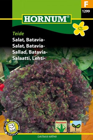 Salat, Batavia- 'Teide' (Lactuca sativa)