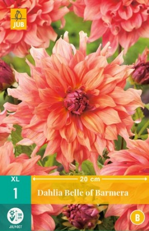 Knollgeorgine 'Belle of Barmera' (Dahlia) - 1 stk knoll