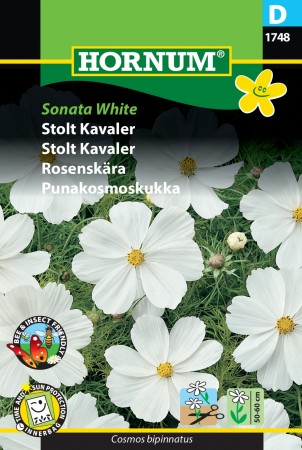 Pyntekorg 'Sonata White' (Cosmos bipinnatus)