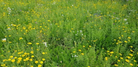 Norsk Blomstereng