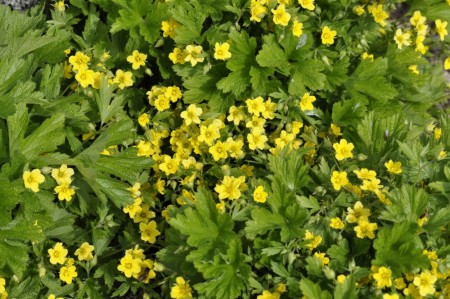 Sibirmuregull. ' ' (Waldsteinia Ternata) 1 stk plante i potte