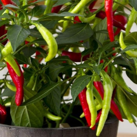 Kompakt Chili 'Pinata' (Capsicum annuum)
