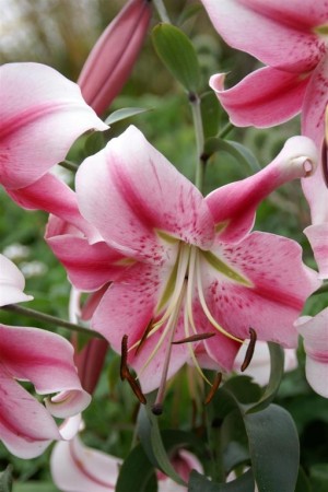 Lilje 'Anastasia ' (Lilium Oriental) 1 stk barrot/løk