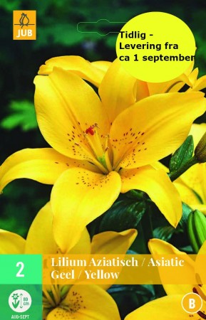 2 stk Liljeløk Gul (Lillium asiatic)