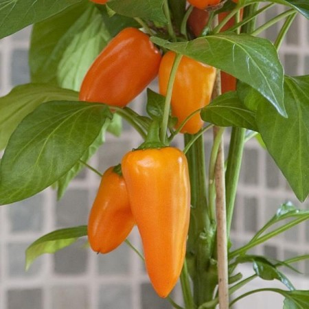 Kompakt Paprika 'Fresh Bites Orange' (Capsicum annuum)