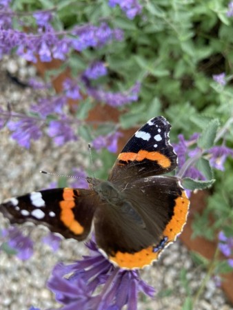 Kattemynte 'Six Hills Giant' (Nepeta ) 1 stk plante i potte