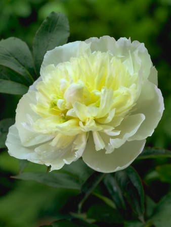 Peon 'Duchesse de Nemours' (Paeonia) stor barrot (1stk)
