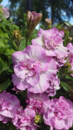 Hengepetunia 'Pink Double'  (Superpetunia) 1 stk pluggplante