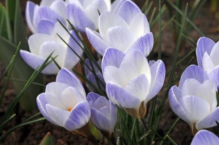 Krokus botansk BLUE PEARL 10 stk løk av proffkvalitet