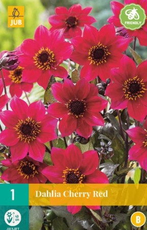 Knollgeorgine 'Cherry Red' (Dahlia) - 1 stk knoll