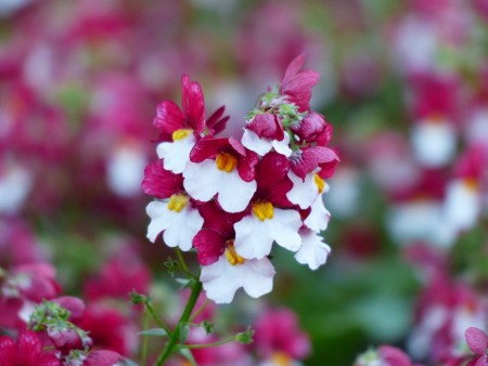 Nemesia 'Cherry on ice'  (Sunsatia Plus) 1 stk pluggplante