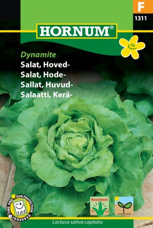 Salat, Hode- 'Dynamite' (Lactuca sativa capitata)