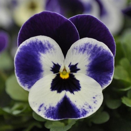 Hornfiol 'Mickey' (Viola cornutta)