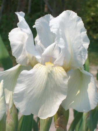 Iris 'Immortality ' (Iris Germanica) 1 stk barrot/løk