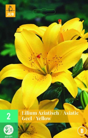 2 stk Liljeløk Gul (Lillium asiatic)