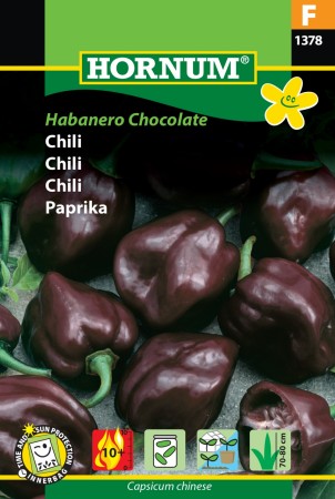 Chili 'Habanero Chocolate' (Capsicum chinese)