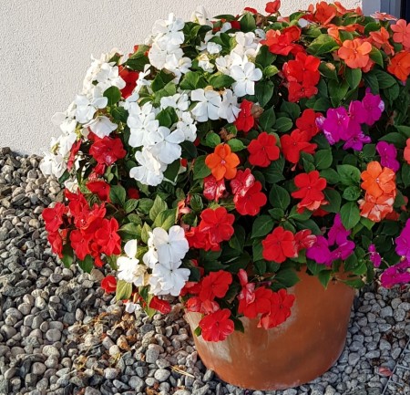 Flittiglise, blanding 'Beacon Mix' (Impatiens walleriana)