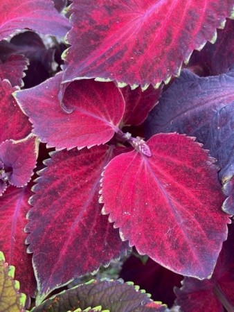 Praktspragle 'Superfine Rainbow Red Velvet' (coleus)