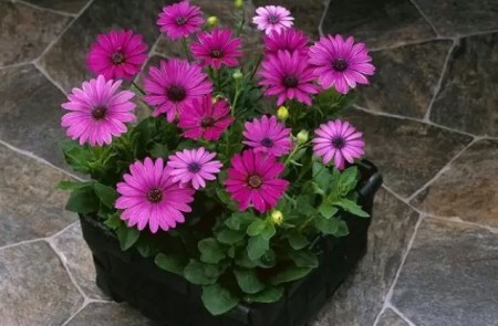 Spansk Margeritt Passion Rose F1