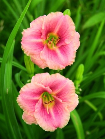 Daglilje 'Little Anne Rosa' (Hemerocallis ) 1 stk barrot/løk