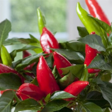 Kompakt Chili 'Hot Burrito' (Capsicum annuum)