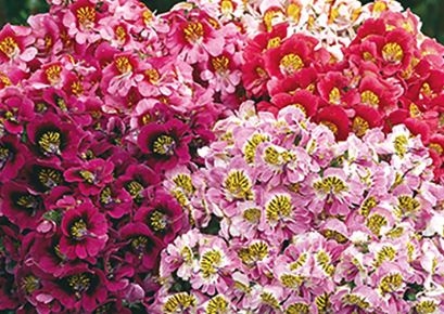 Fattigmanns orkidee (schizanthus wisetonensis)