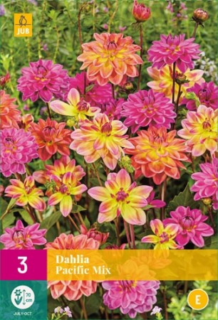 Knollgeorgine 'Pacific mix' (Dahlia) - 3 stk knoll