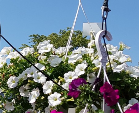 Hengepetunia 'Surfinia Snow'  (Superpetunia) 1 stk pluggplante