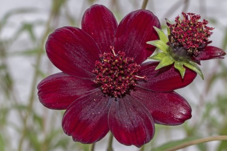 Cosmos atrosanguineus 'Brownie'