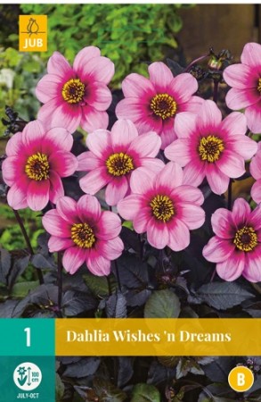 Knollgeorgine 'Wishes'n Dreams' (Dahlia) - 1 stk knoll