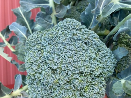 Broccoli 'Marathon' -Økologisk småplante. Pakke a 5 stk. Sendes ca uke 20.