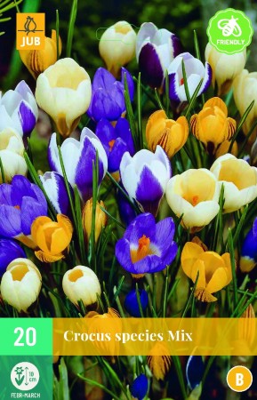 20 stk Species Mix Krokus
