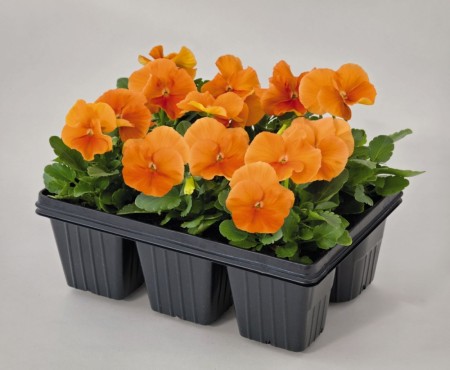 Stemorsblomst F1 'Orange' (Viola wittrockiana)