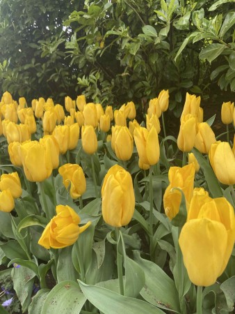 Tulipan 'Novi Sun '   7 stk. store proffløk str. 12/+ (lev. uke 40)