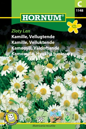 Kamille, Velluktende 'Zloty Lan' (Matricaria recutita)