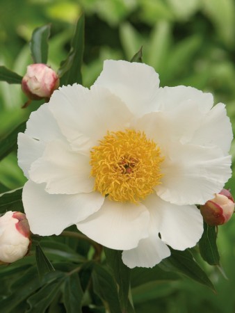 Peon 'White Wings' (Paeonia lact.) - 1 stk barrotsplante