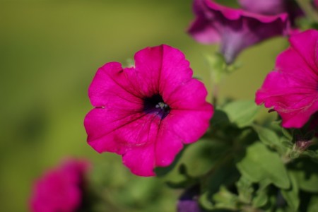 Hengepetunia 'Surfinia Purple'  (Superpetunia) 1 stk pluggplante