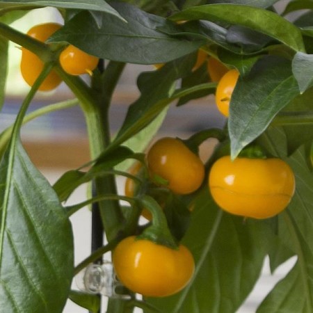 Kompakt Chili 'Yellow tomato' (Capsicum annuum)