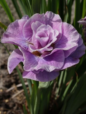 Iris 'Pink Parfait' (Iris Sibirica) 1 stk barrot/løk