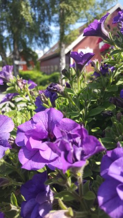 Hengepetunia 'Provence'  (Superpetunia (dobbel)) 1 stk pluggplante