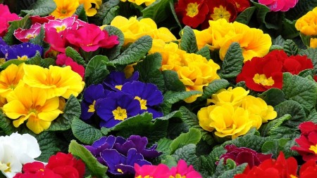 Primula fargeblanding ´Danova´ (Primula acaulis)