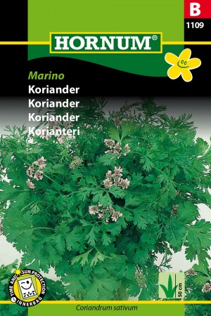 Koriander 'Marino' (Coriandrum sativum)