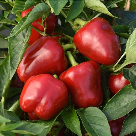 Paprika 'Snackabelle Red' (Capsicum annuum)