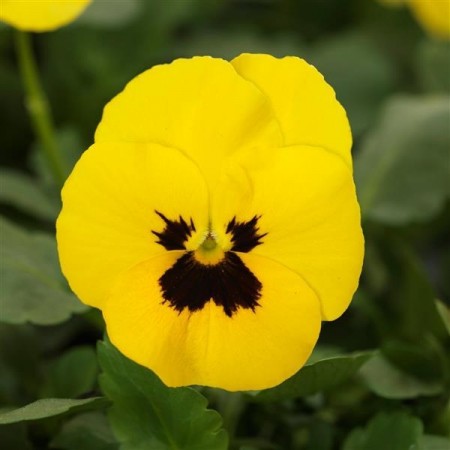 Hornfiol/stemorsblomst 'Yellow Blotch' (Viola cornutta)