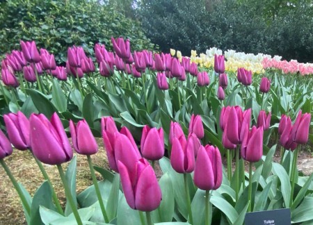 Tulipan 'Purple Pride '   7 stk. store proffløk str. 12/+ (lev. uke 40)