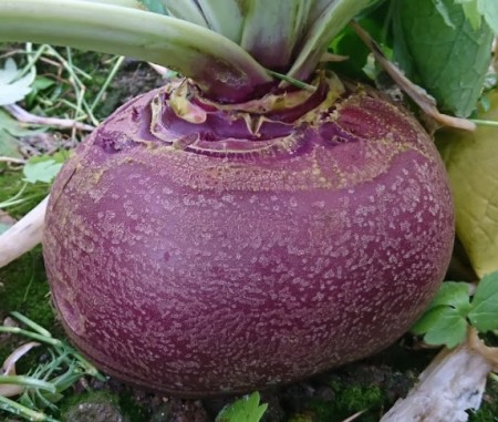 Kålrot 'Vige' (Brassica napus napobrassica)