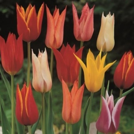 7 stk 'LILYFLOWERING MIXED' tulipanløk av proffkvalitet