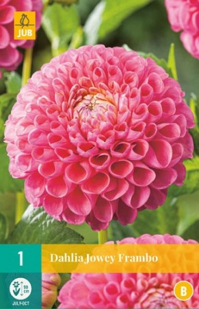 Knollgeorgine 'Jowey Frambo' (Dahlia) - 1 stk knoll